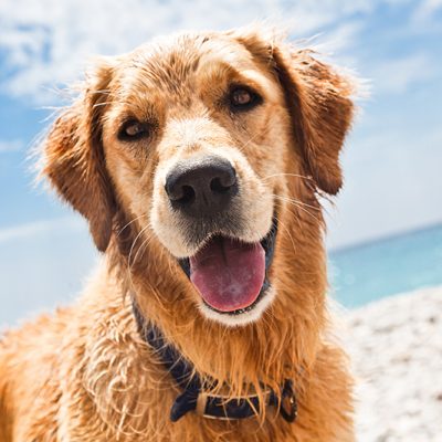 Hundeversicherung Hundeversicherung